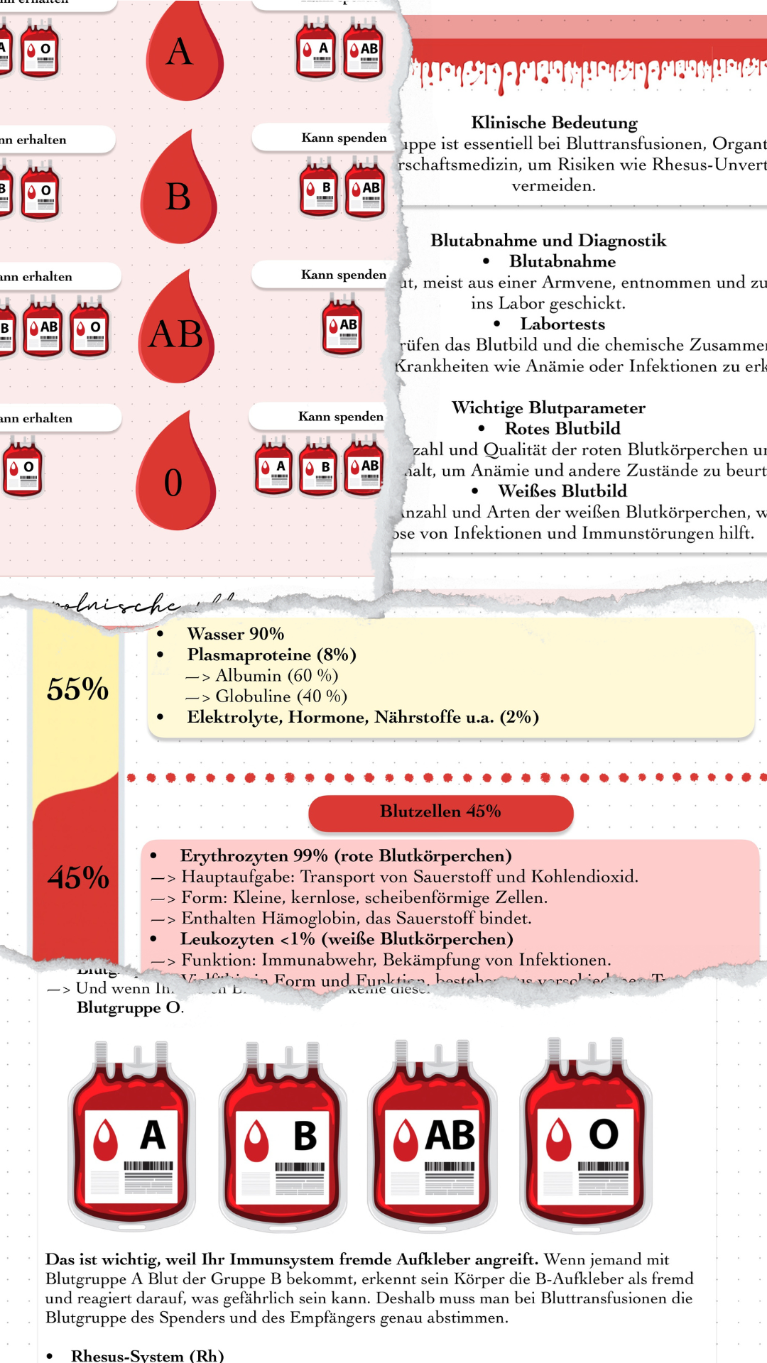 Digitales Bundle - Blut, Anämie und Dialyse