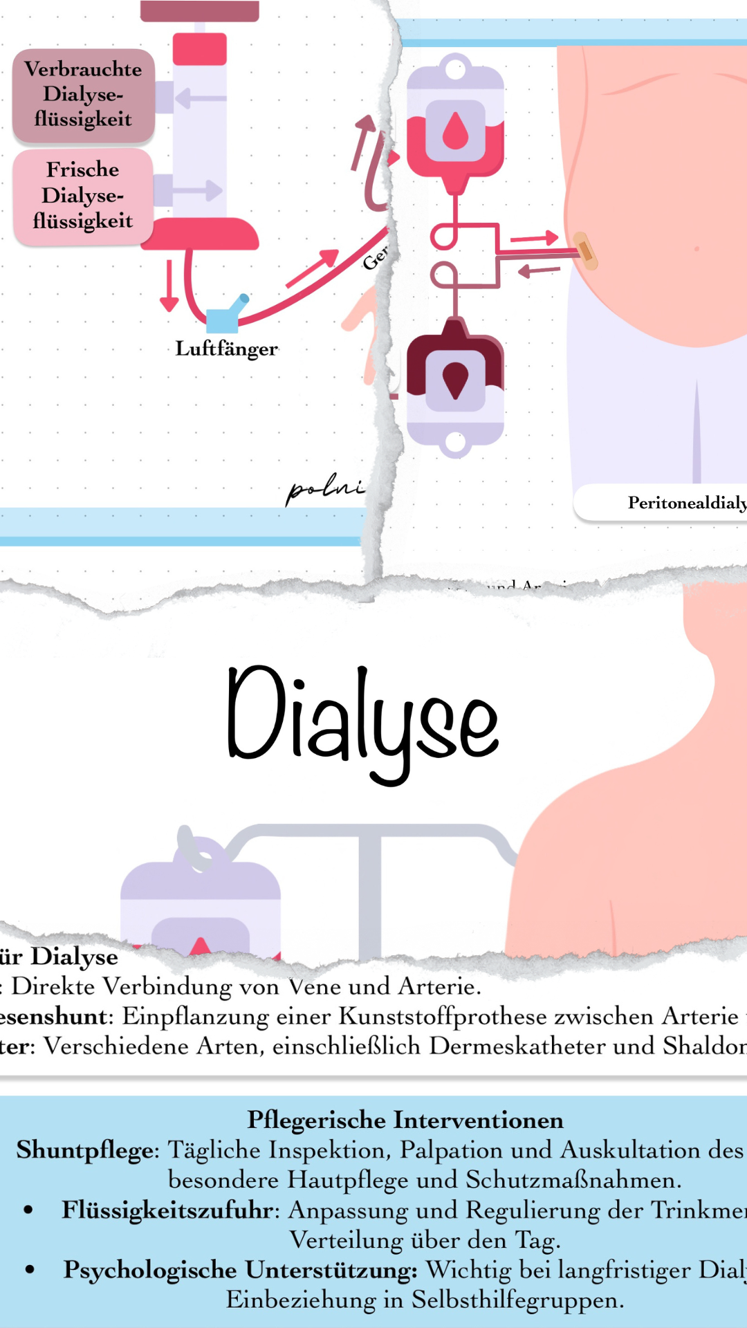 Digitales Bundle - Blut, Anämie und Dialyse